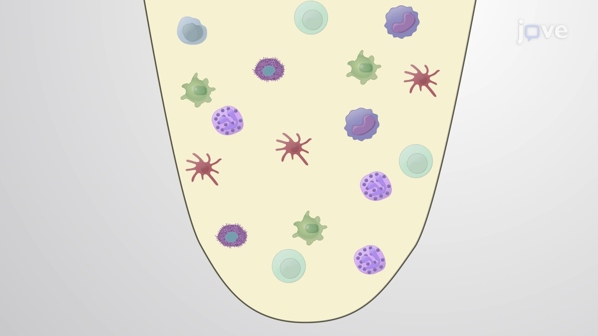 Isolating Immune Cells from Mouse Choroid Plexuses