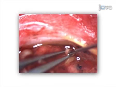 Methods for Experimental Manipulations after Optic Nerve Transection in the Mammalian CNS