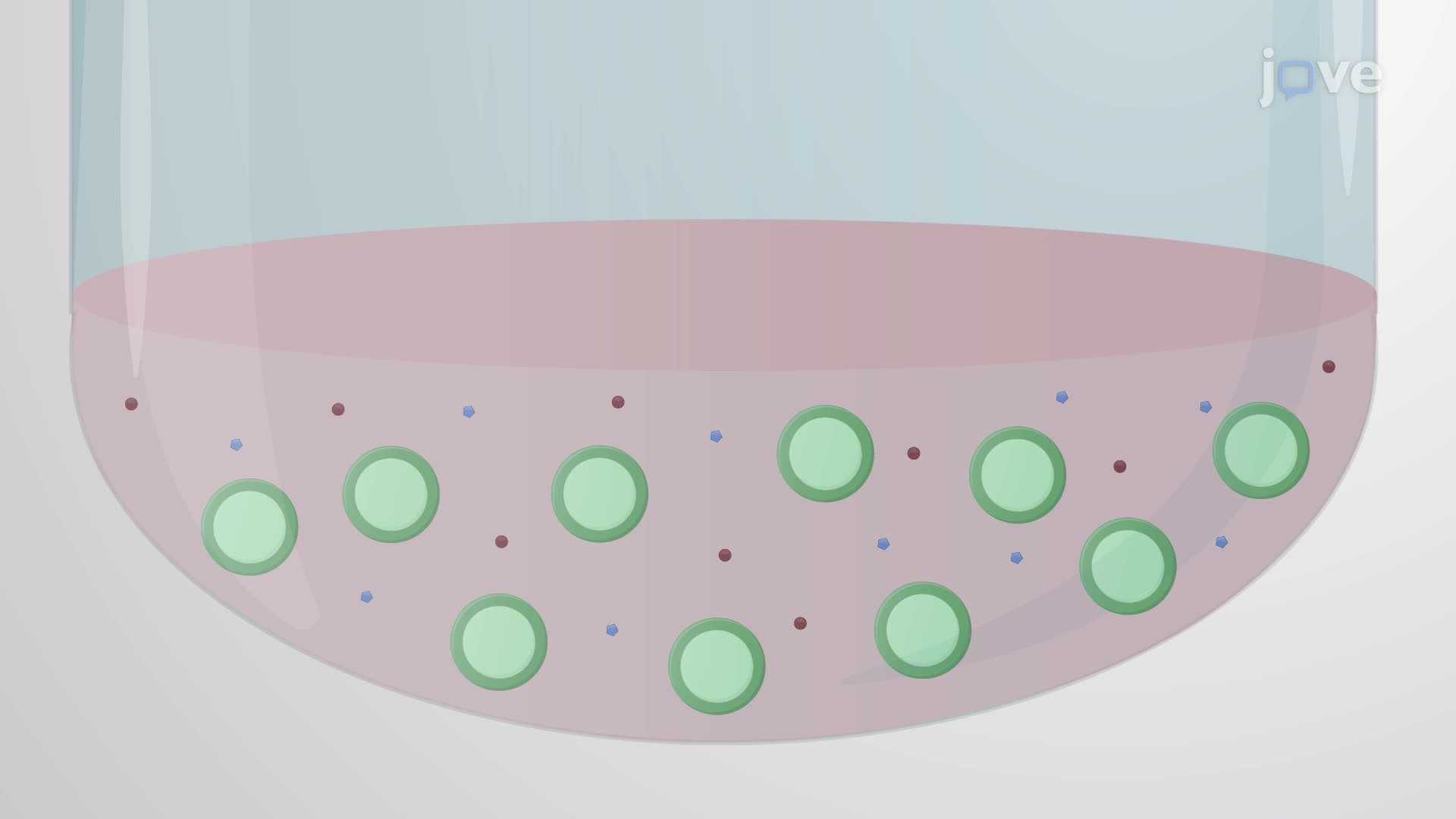 Differentiating Human-Induced Pluripotent Stem Cells into Microglia-Like Cells
