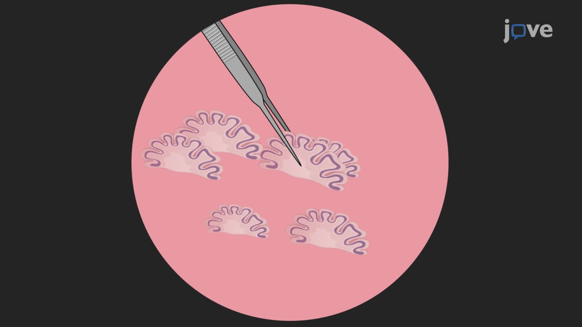 Obtaining Cerebellum Slices from an Embryonic Chick Brain