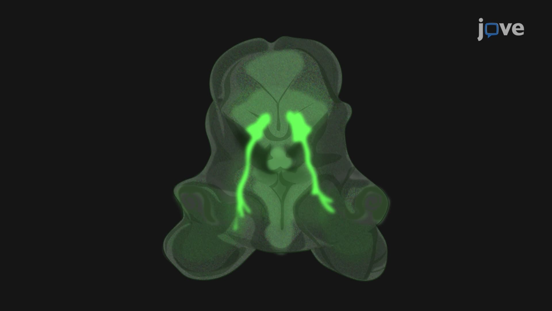 Ex Vivo Culture and Imaging of Oculomotor Slices from Transgenic Mouse Embryos