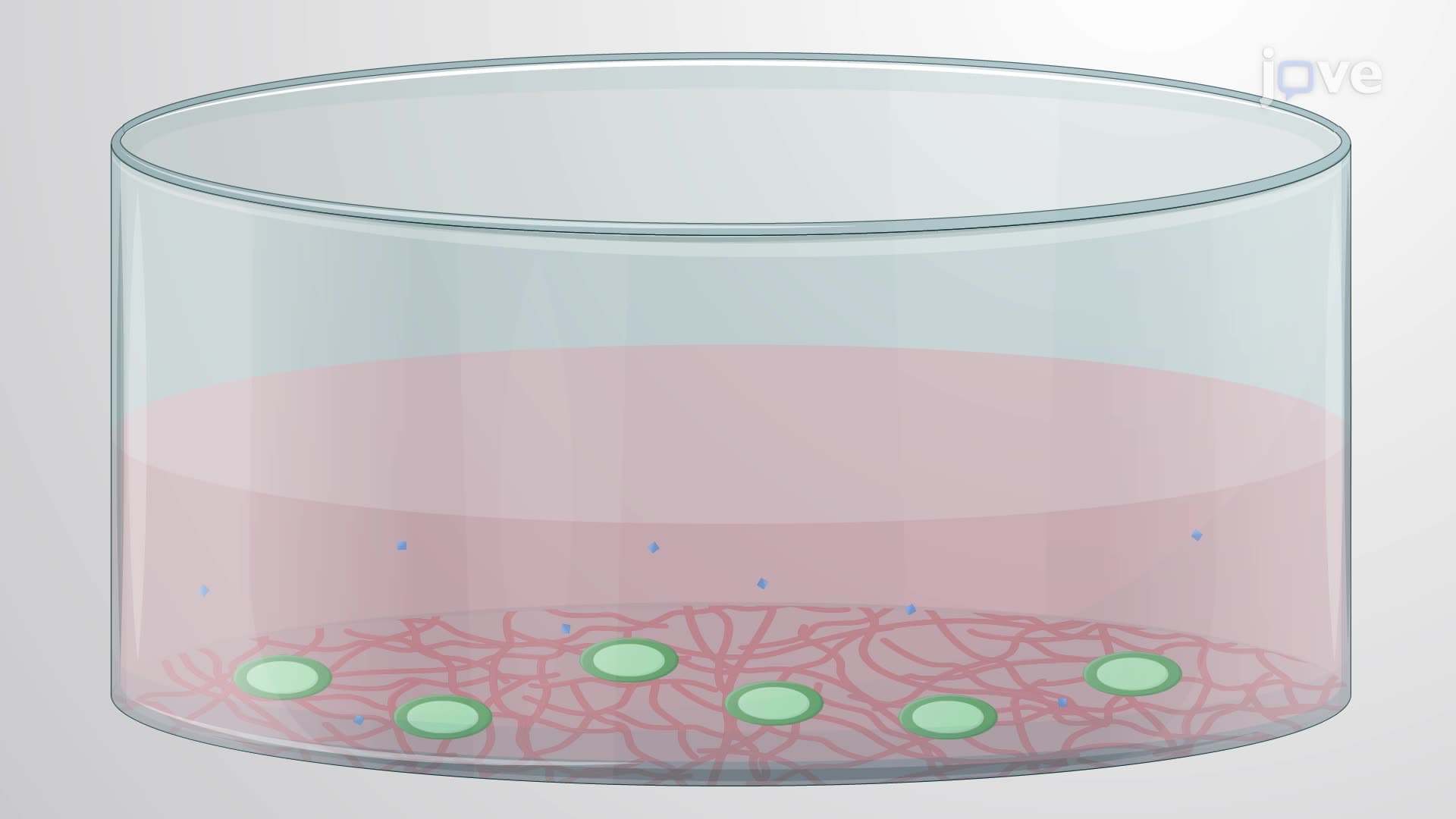 Differentiating Human-Induced Pluripotent Stem Cells into Brain Microvascular Endothelial Cells