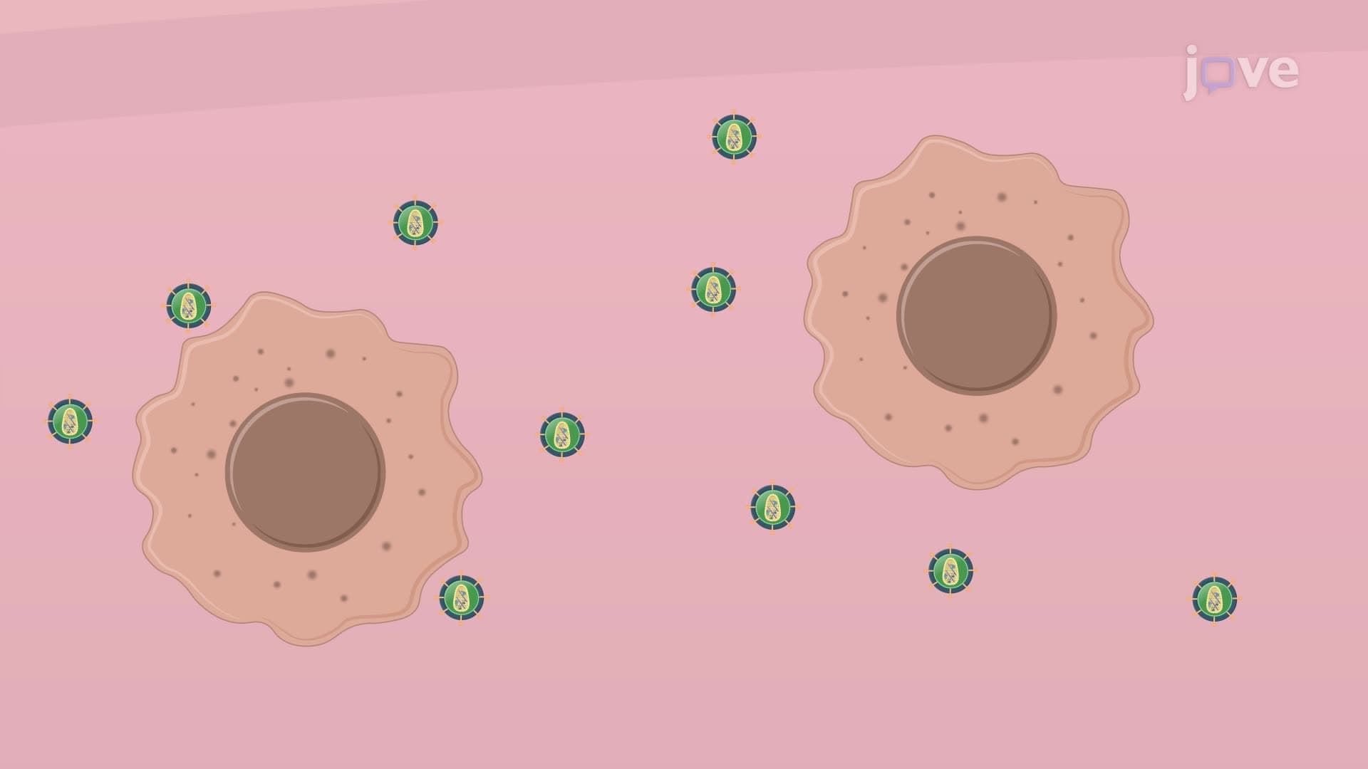 A Lentiviral Transcriptional Reporter System to Generate a Glioblastoma Stem Cell Differentiation Reporter Line