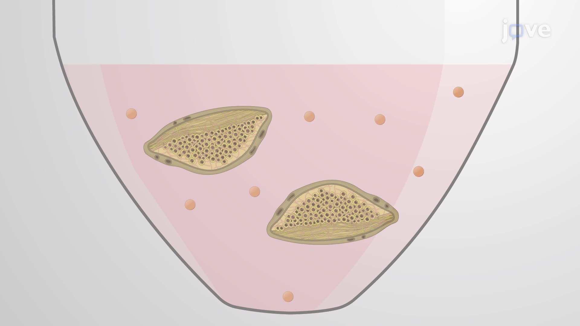 Isolating Sensory Neurons and Co-Culturing with Natural Killer Cells