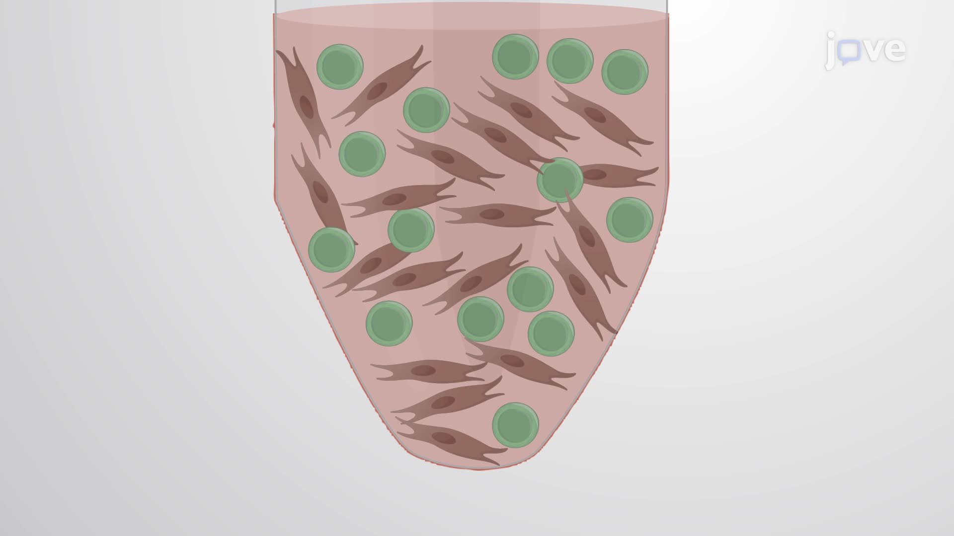Differentiation of Induced Pluripotent Stem Cells into Neural Progenitor Cells