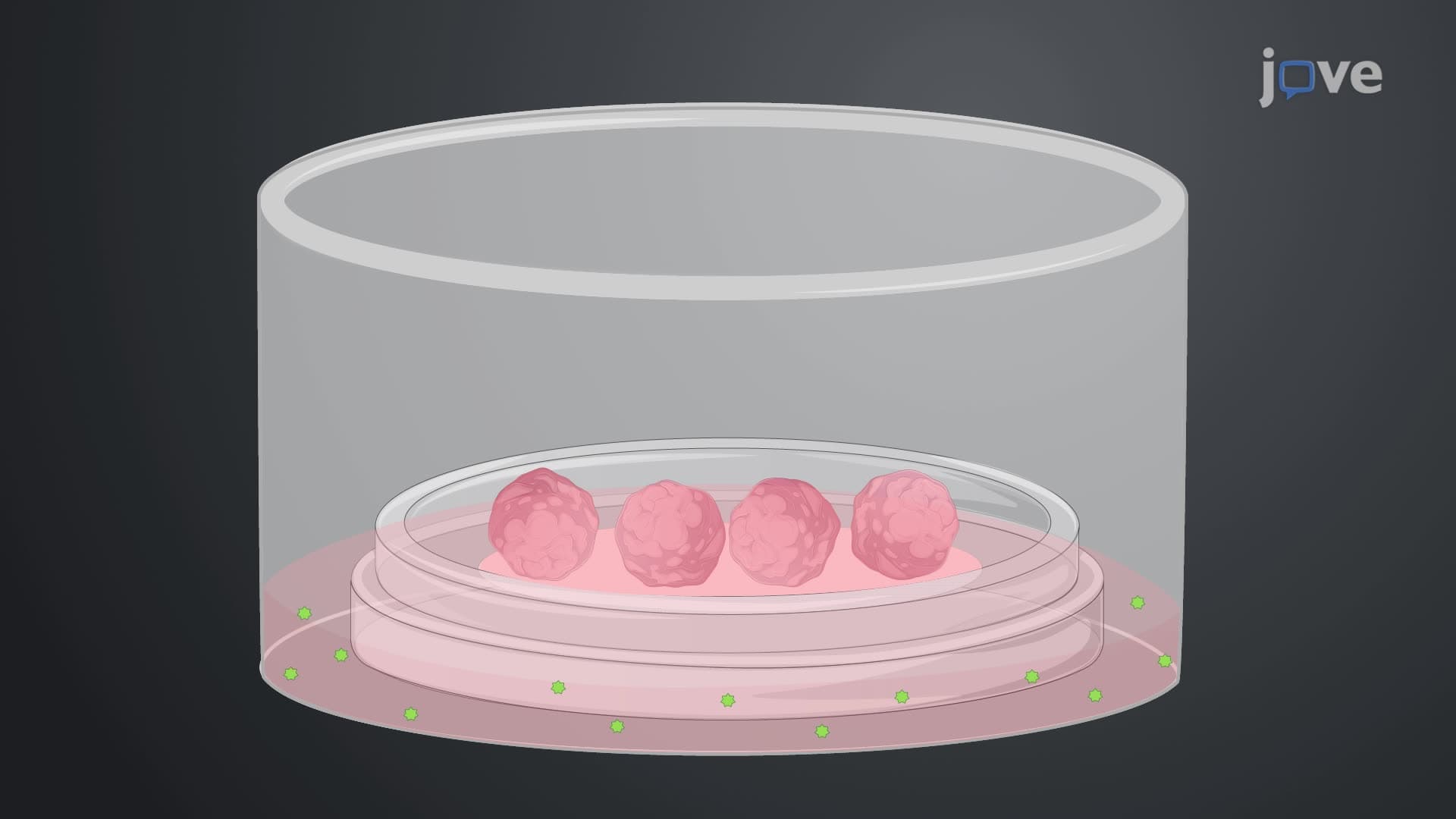 Development and Maintenance of Serum-Free Embryoid Bodies