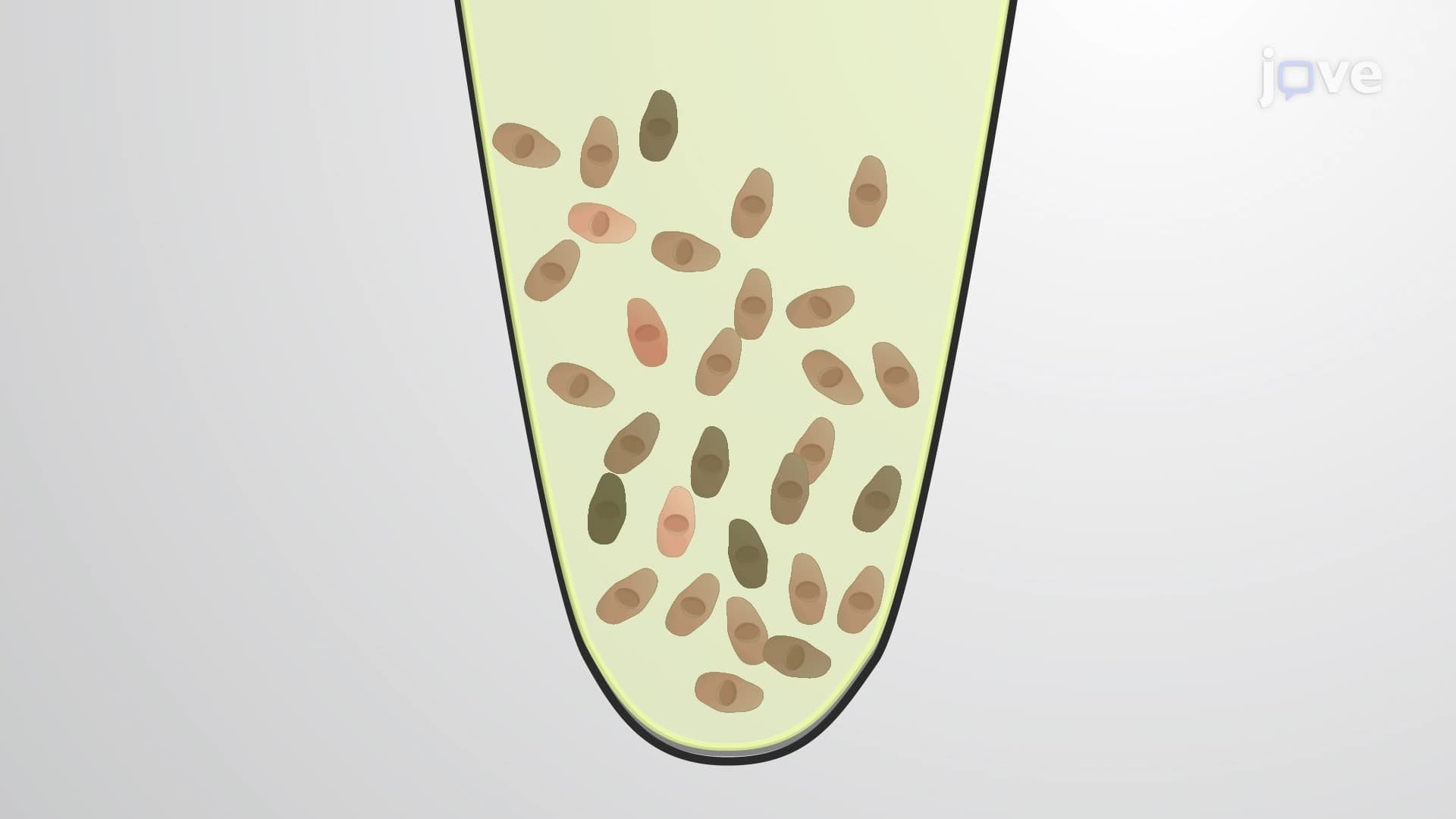 Employing Reporter Cells in a Co-Culture to Study Retinoic Acid Production by Mouse Embryonic Cells