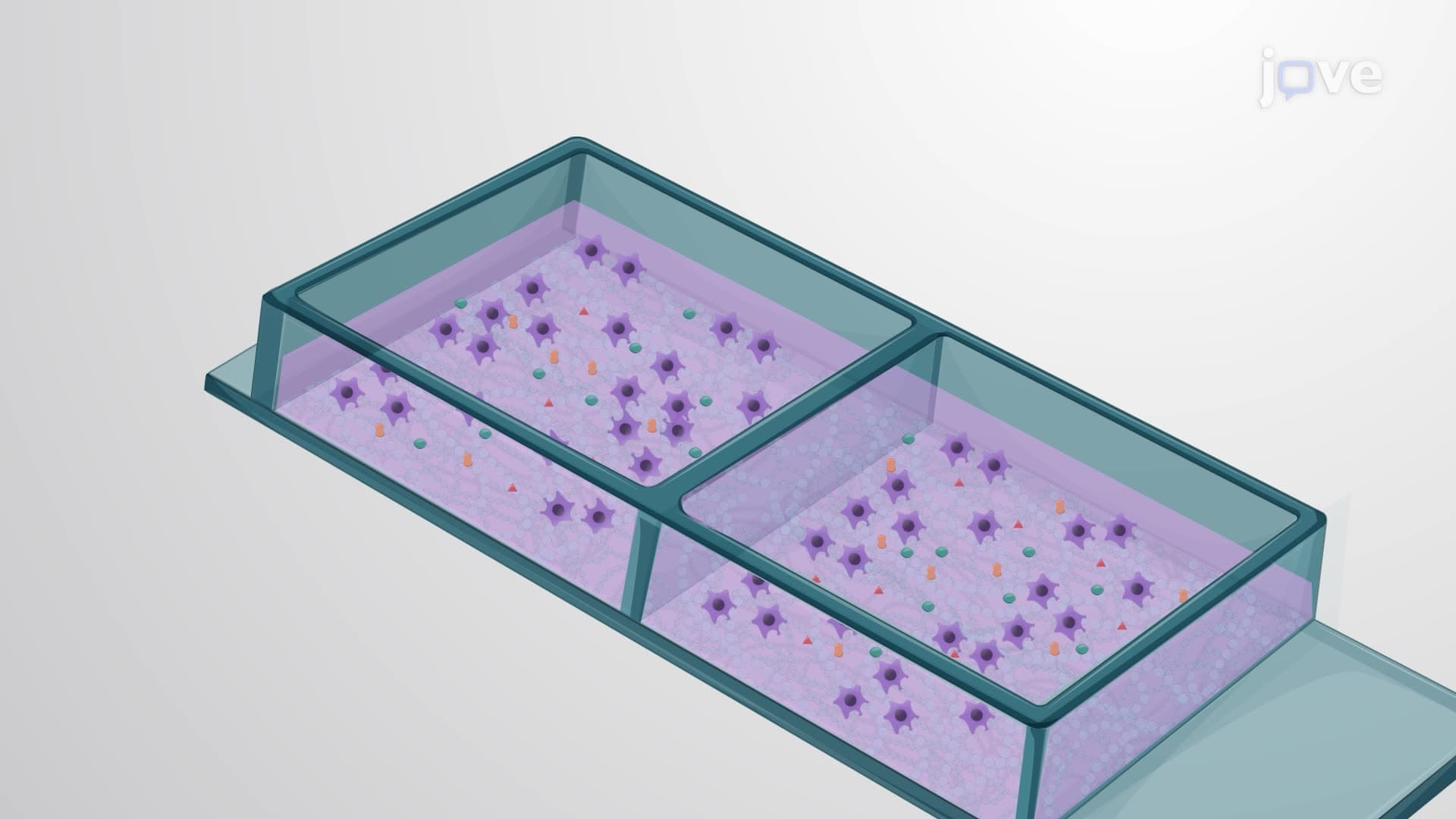 Differentiating Engineered Human Induced Pluripotent Stem Cells into Functional Motor Neurons