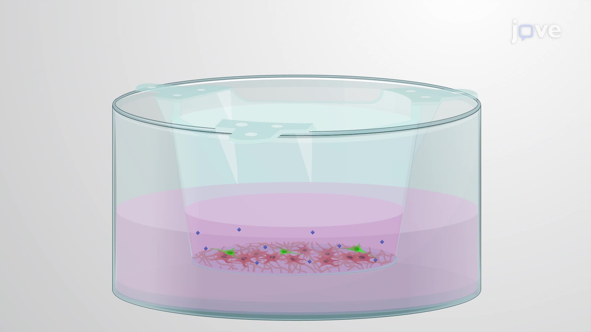 Generating a 3D Co-Culture Model of Human Corneal Fibroblasts and Neurons