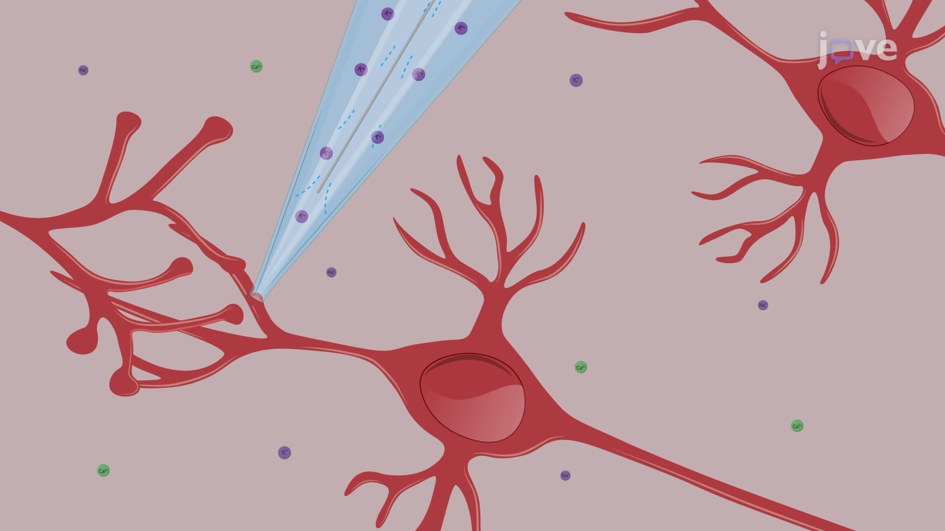 Patch-Clamp Recordings from the Dendrite of a Dopaminergic Neuron in a Brain Slice
