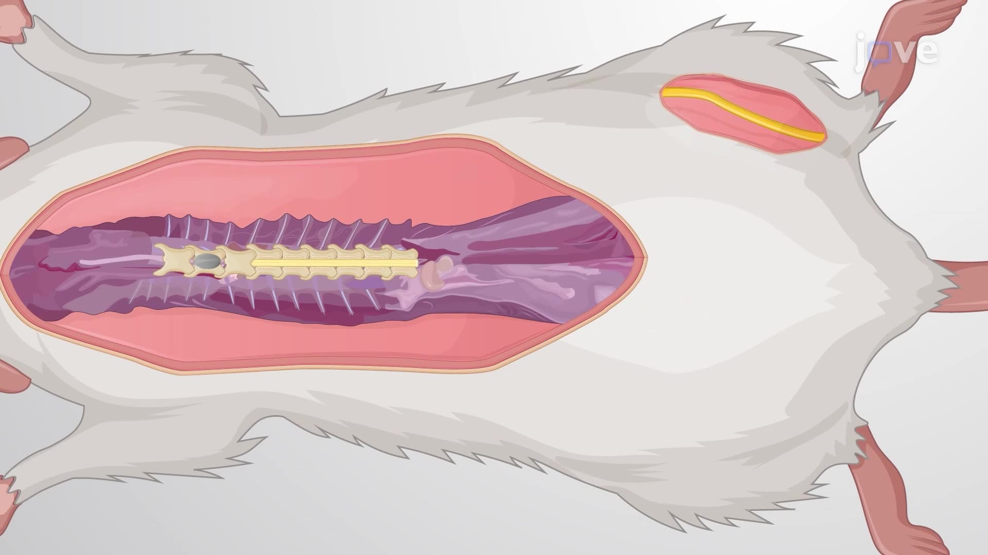 Trans-Spinal Direct Current Stimulation of a Rat's Spinal Motoneuron