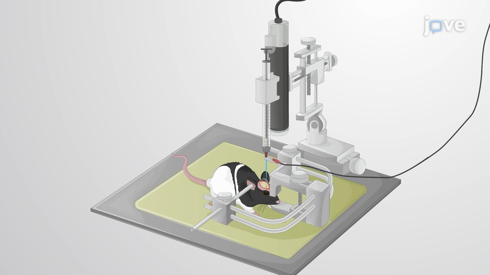 Drug Microinjection with Electrophysiological Recording in a Rat Brain