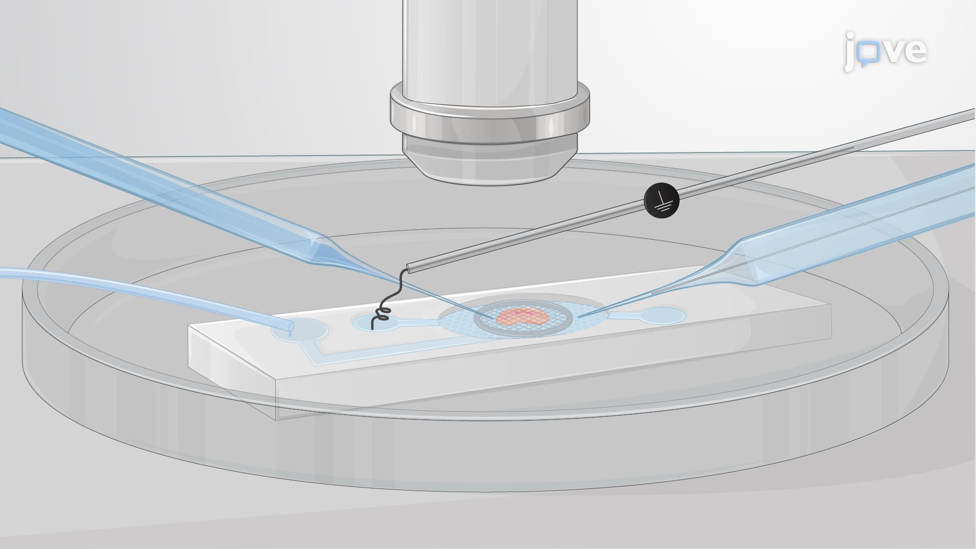 Recording Whole-Cell Currents with GABA Puffing in a Mouse Brain Slice