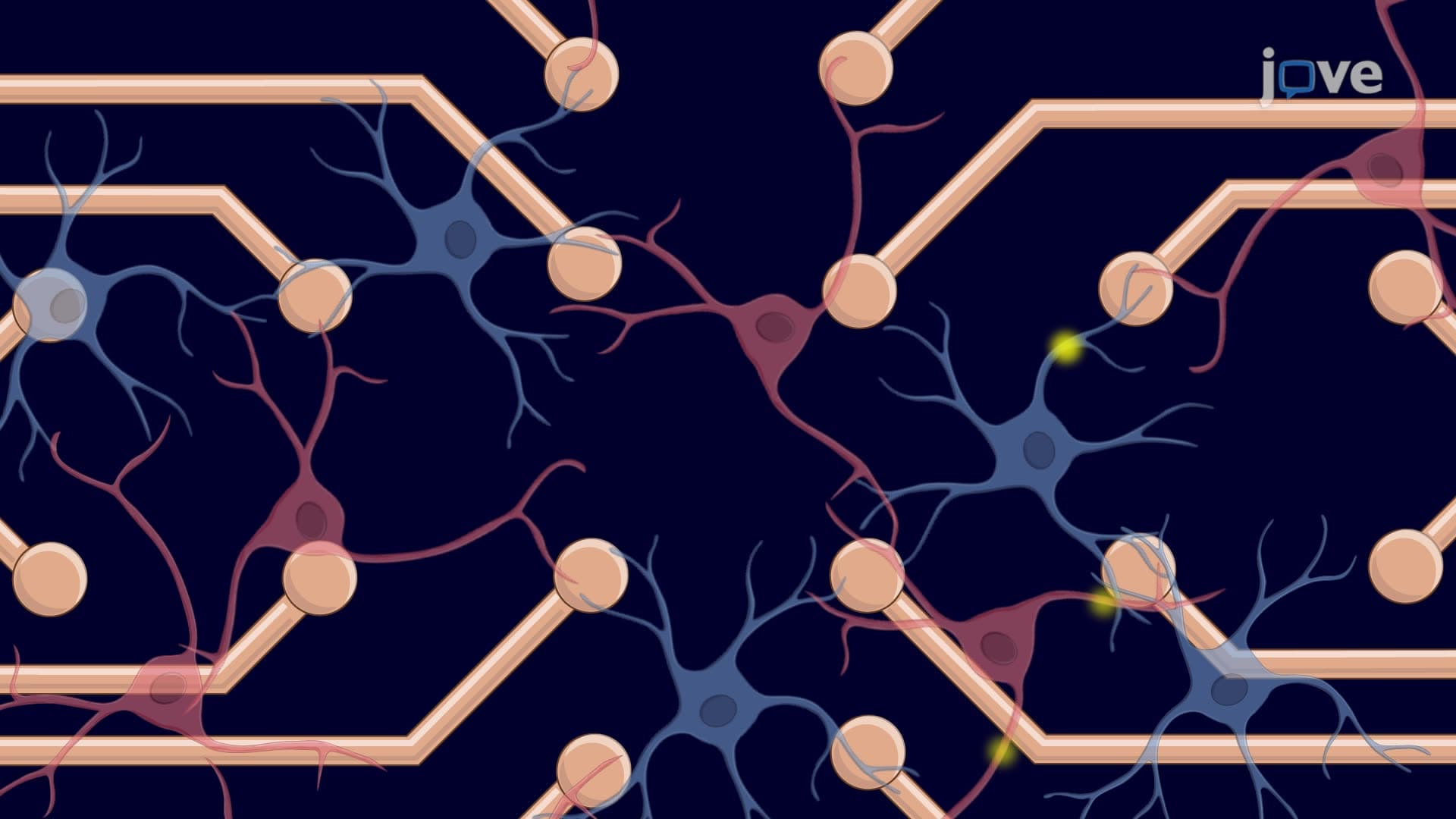 Utilizing Multielectrode Arrays to Measure Synaptic Physiology in 3D Coculture Spheres