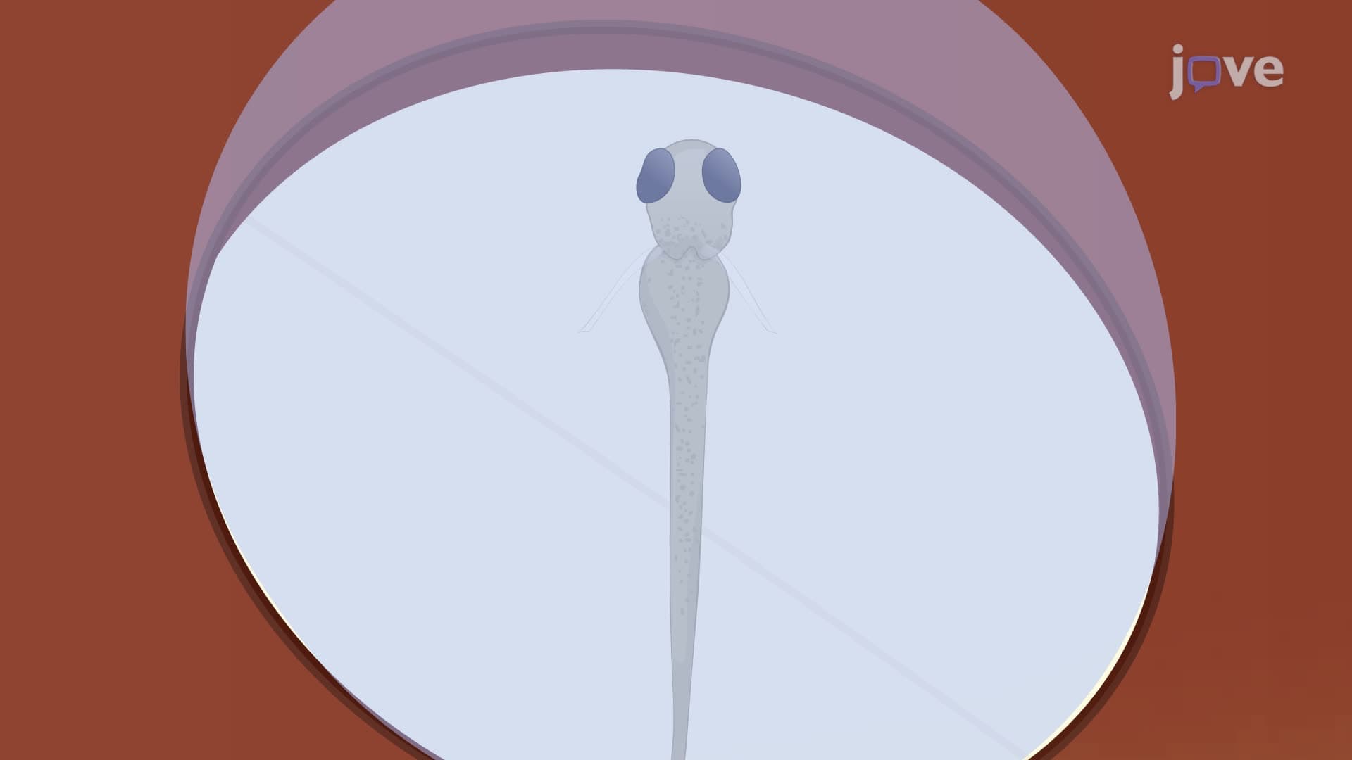 Analyzing the Prey-Evoked Neuronal Activity in a Transgenic Zebrafish Larva