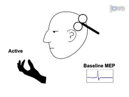 TMS: Using the Theta-Burst Protocol to Explore Mechanism of Plasticity in Individuals with Fragile X Syndrome and Autism