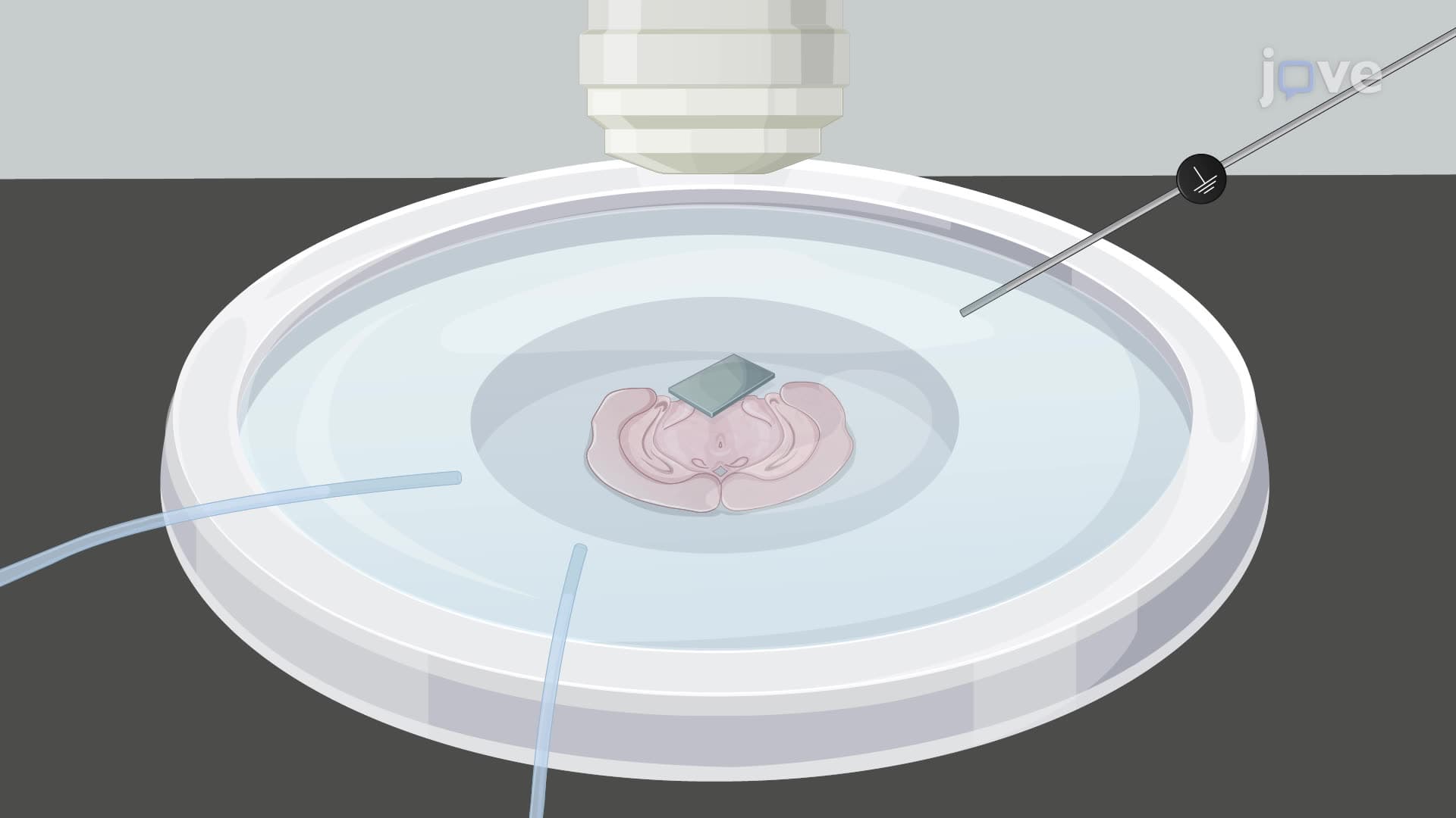 Studying the Excitability of Fluorescent Neurons using a Whole-Cell Patch Clamp