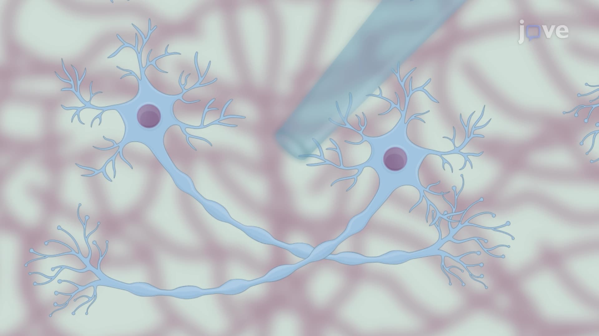 Inducing Axonal Varicosities with a Micromechanical Stimulus on Neurons