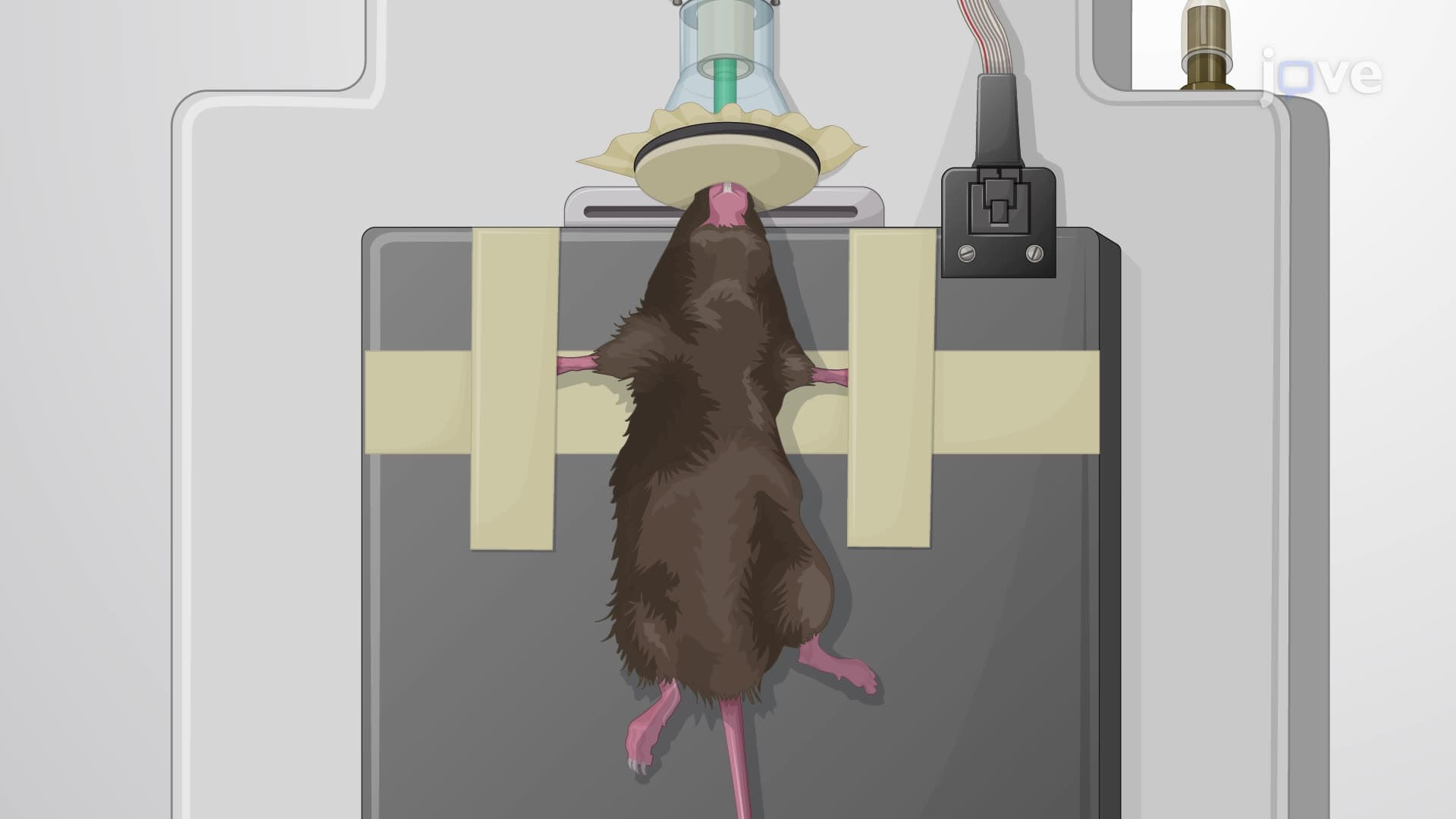 Measuring Compound Muscle Action Potentials in Mouse Forelimb Muscles In Vivo