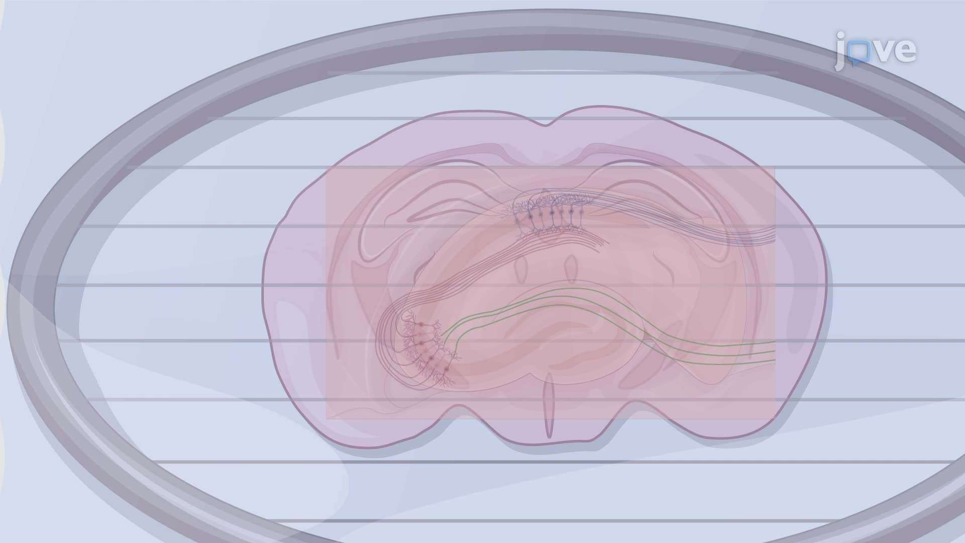Measurement of Evoked Potassium Ion Concentration Dynamics in Coronal Hippocampal Slices
