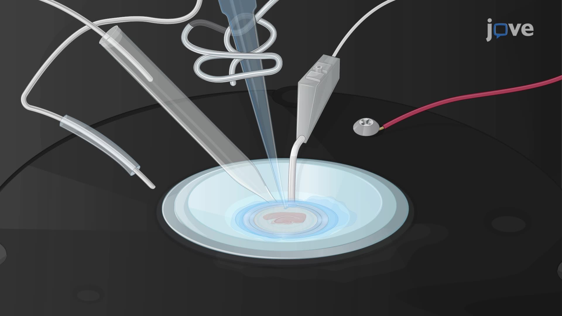 Optical Recording of Neuronal Activity in Brain Slices Stained with a Voltage-Sensitive Dye