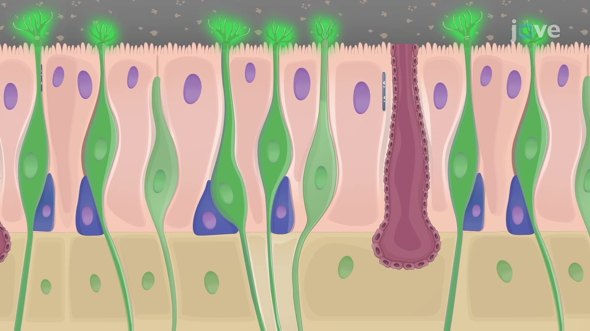 Perforated Patch-Clamp Recording of Olfactory Sensory Neurons in Mice