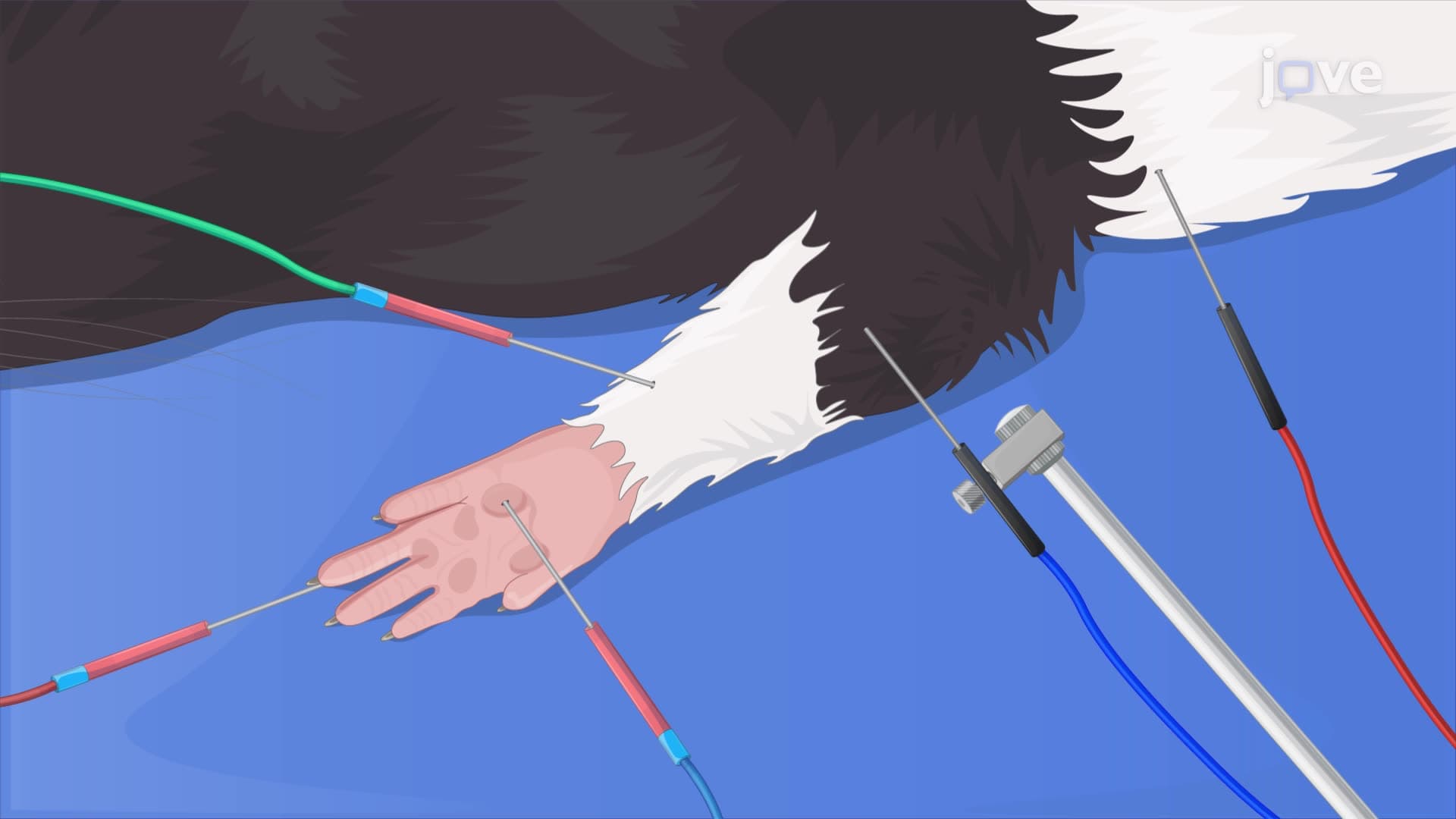 In Vivo Measurement of the Compound Muscle Action Potential in a Rat