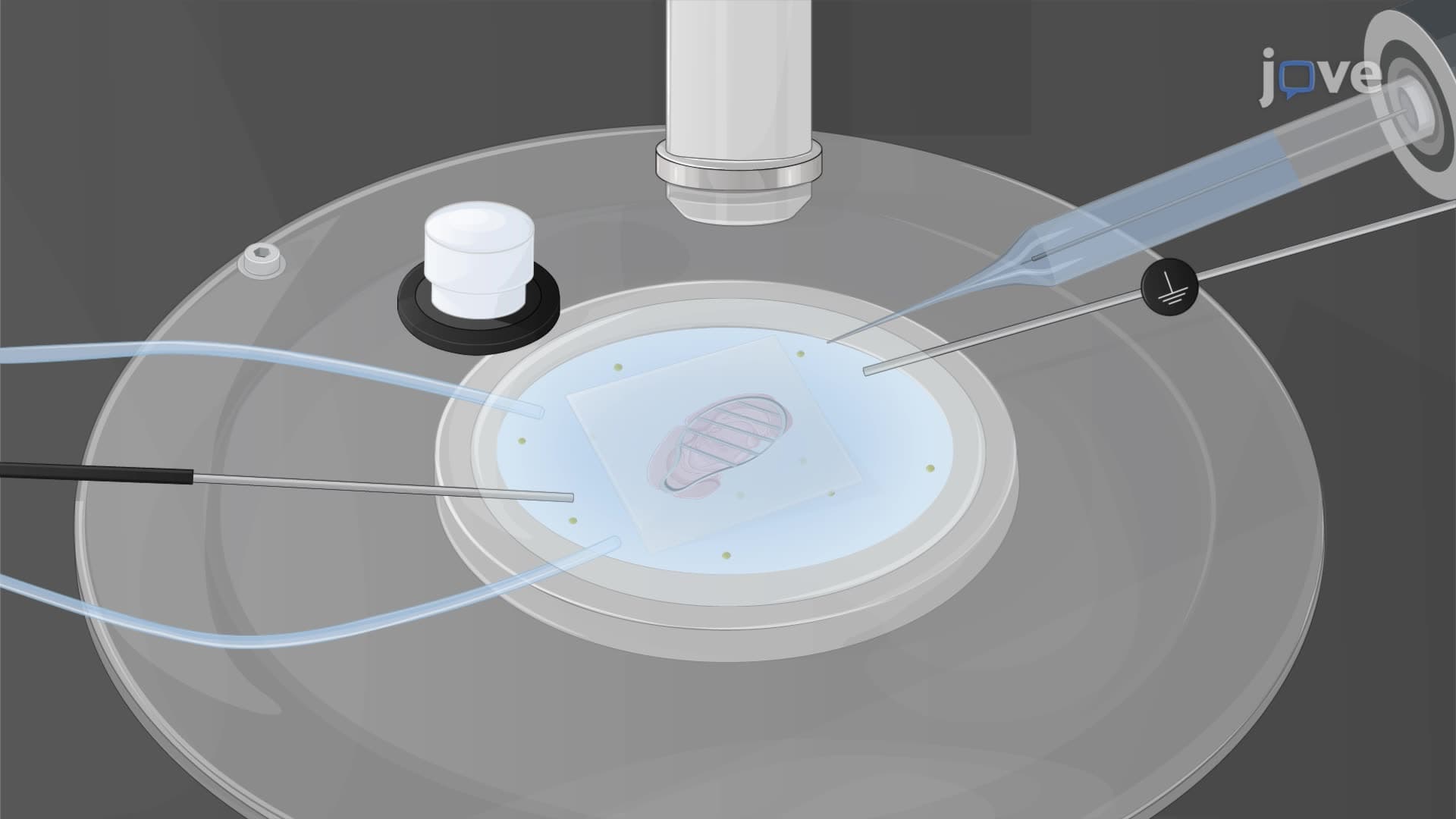 Determining a Test Growth Hormone Effect on Kisspeptin Neurons using a Whole-Cell Patch Clamp