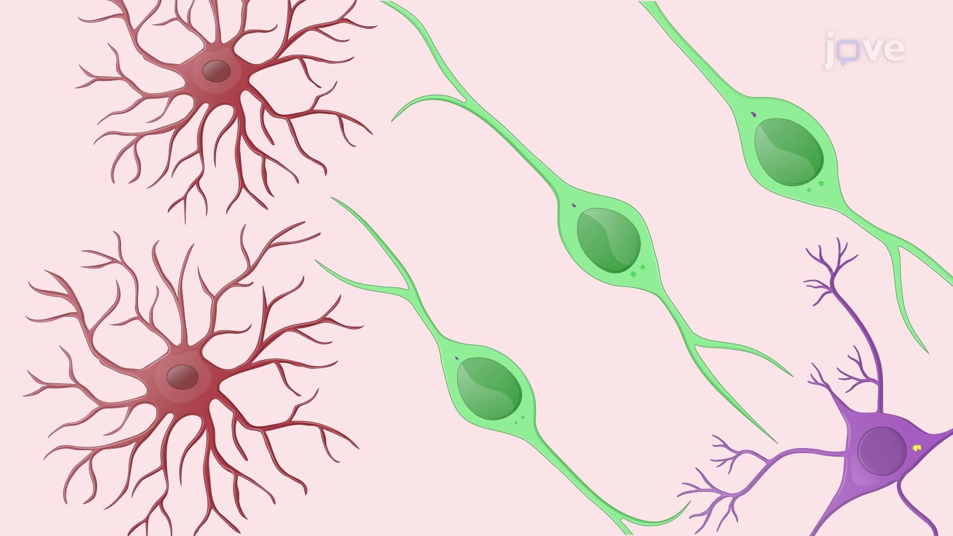 Electrophysiological Recordings of Reprogrammed Neurons in a Mouse Brain Slice