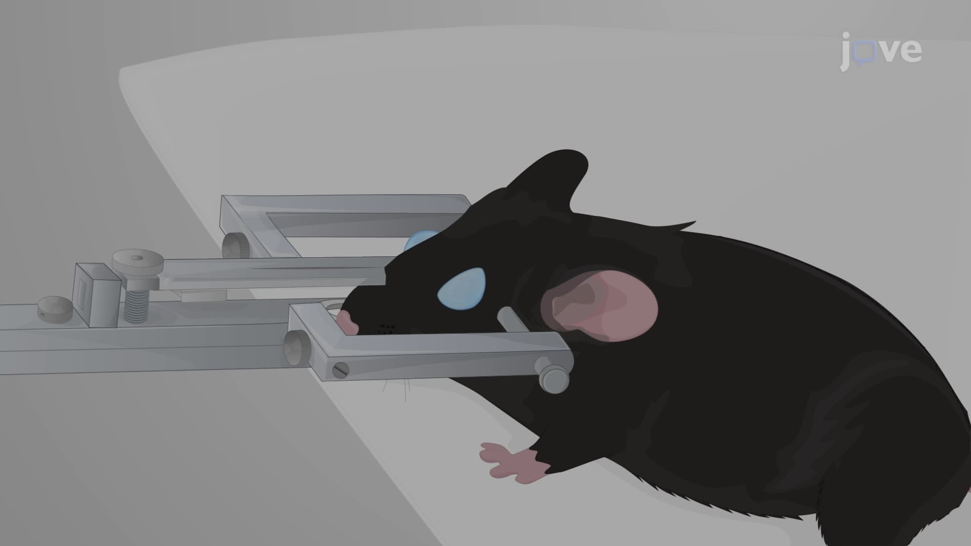Installation of Optical Windows in the Brain of Transgenic Mice to Image Neural Activities