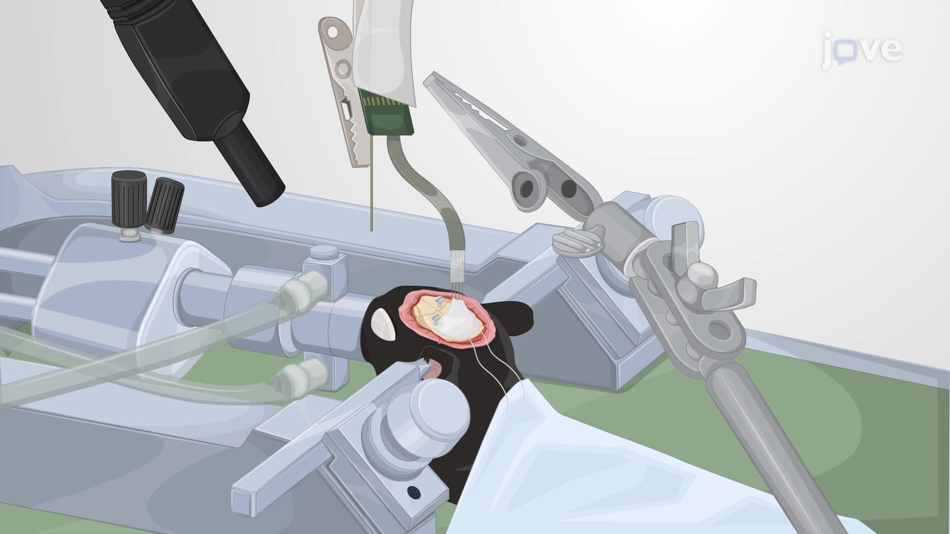 Recording Brain Electrical Activity in Behaving Mice Using Multi-Shank Linear Silicon Probes