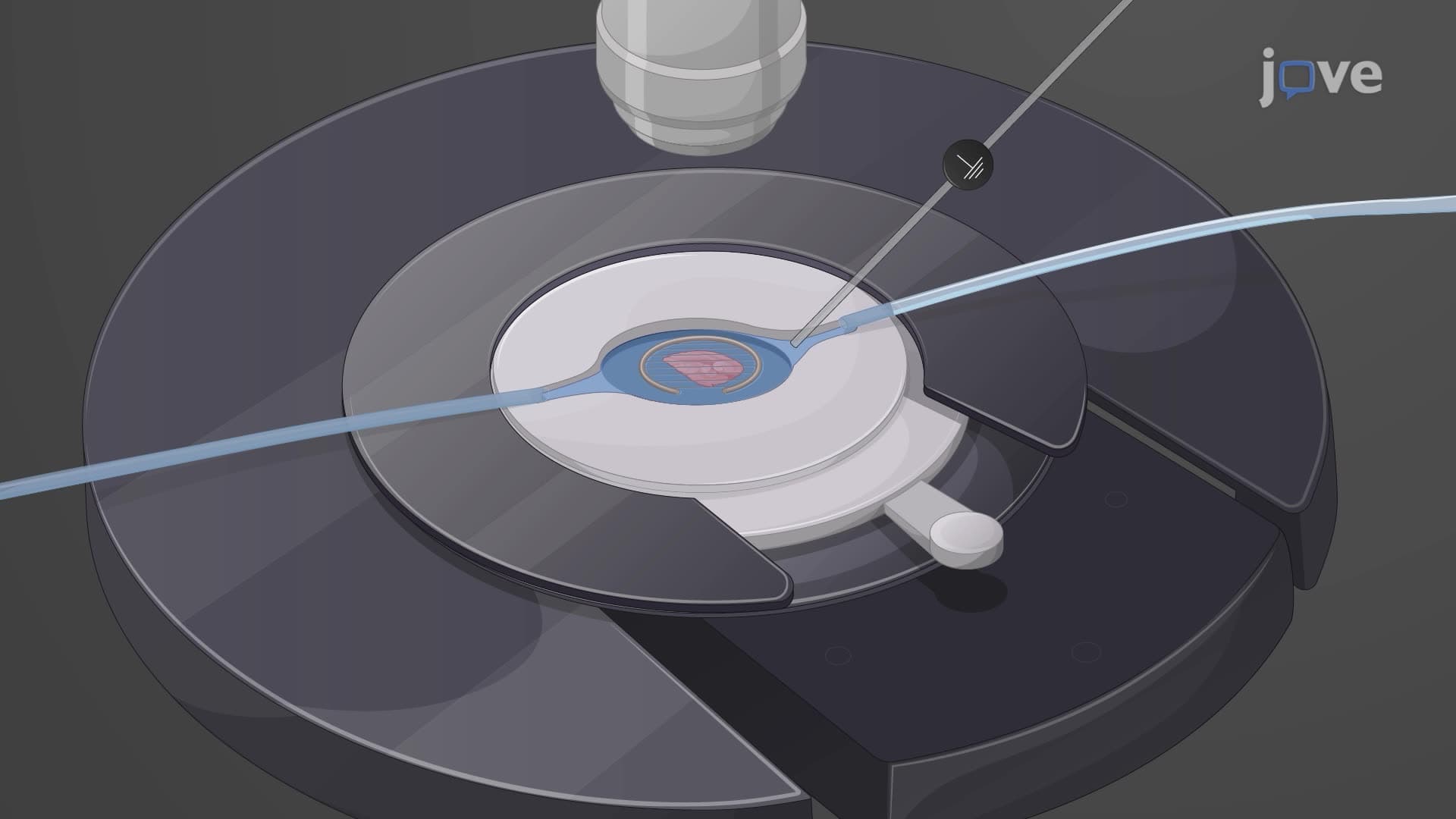Recording of Local Field Potential in Mouse Hippocampal-Entorhinal Cortex Slices