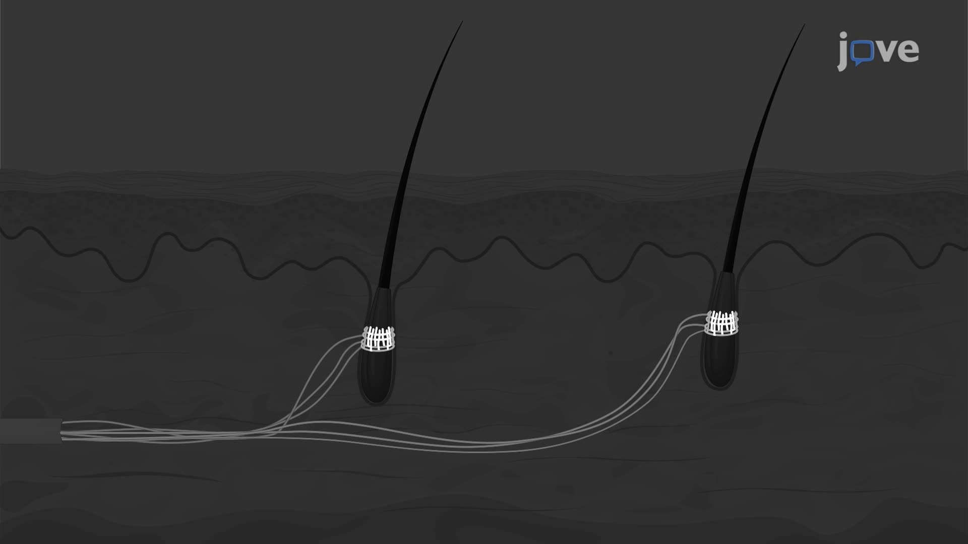 Combined Recording of Mechanically Stimulated Afferent Output and Nerve Terminal Labelling in Mouse Hair Follicles