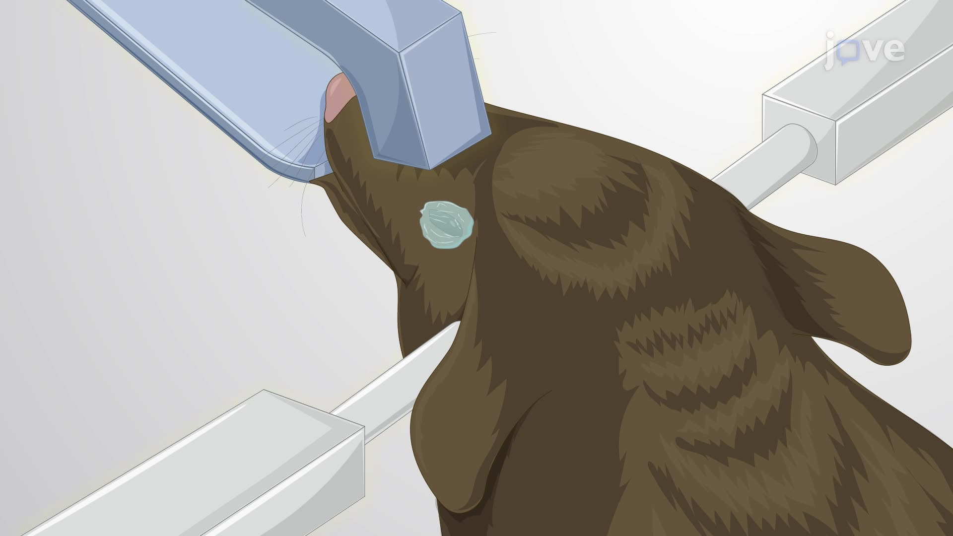 Recording of Local Field Potential from Both Hemispheres of the Mouse Brain