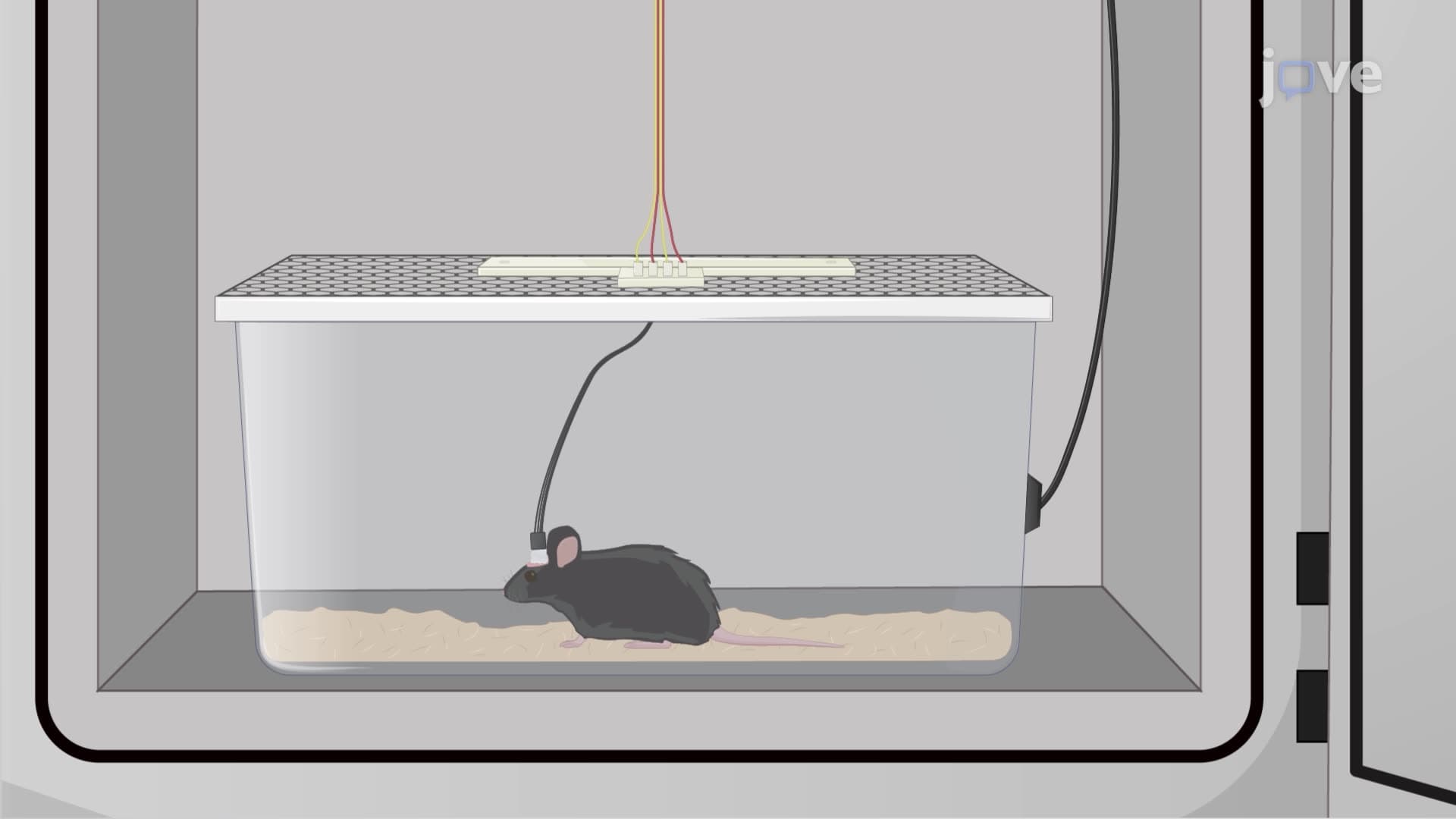 Analyzing Sleep Behavior in Mice through Electroencephalogram and Electromyogram Recordings