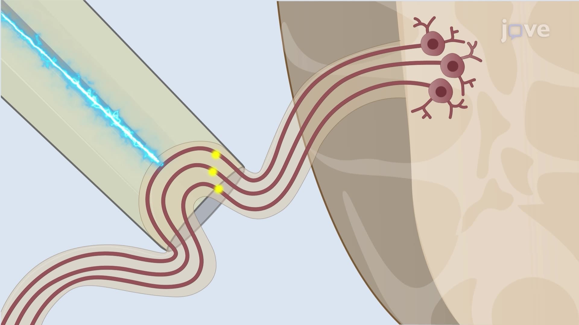 Extracellular Recording of Electrical Activity in the Drosophila Central Nervous System