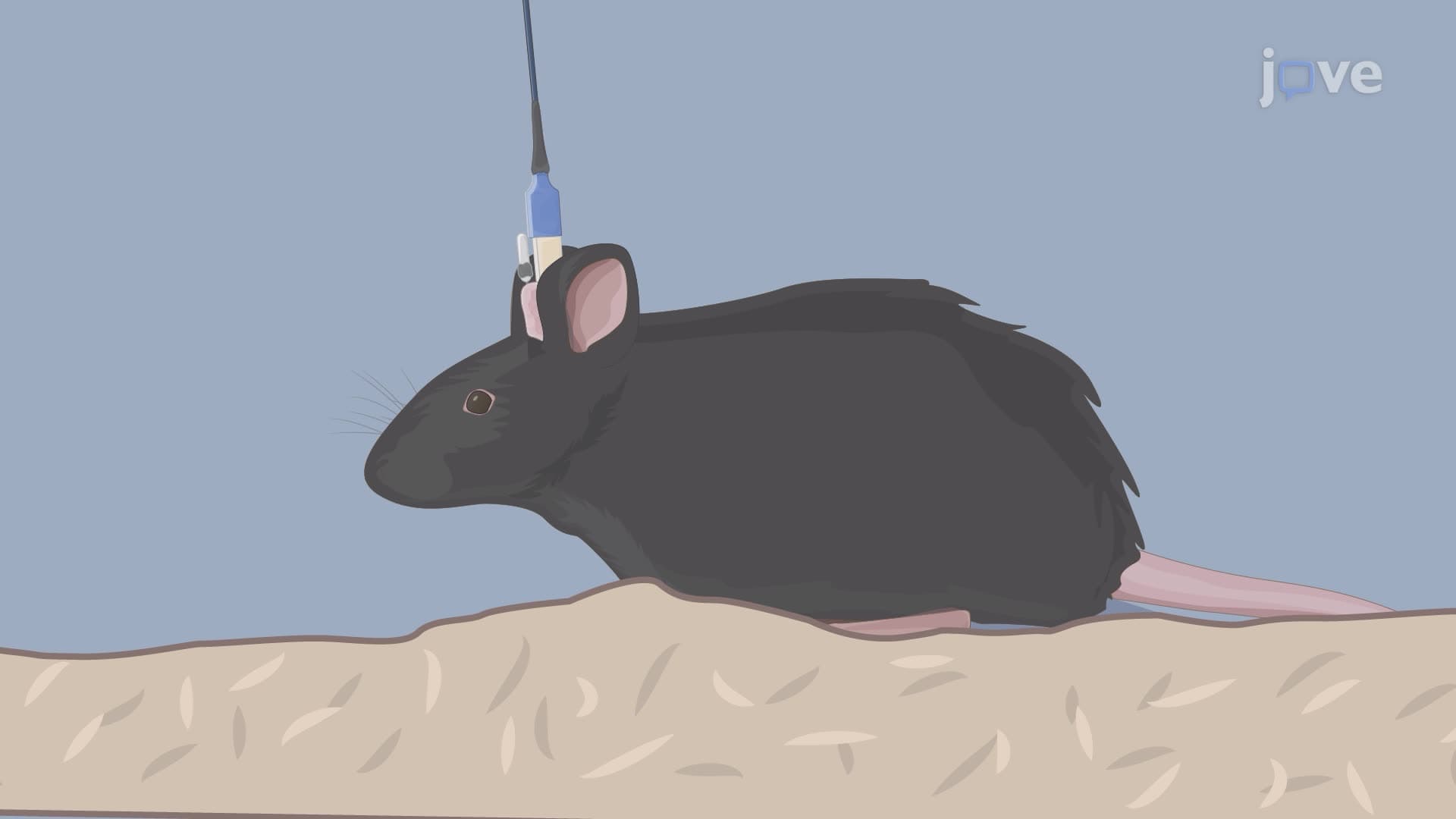 Selective Manipulation of Theta Oscillations in a Mouse Model