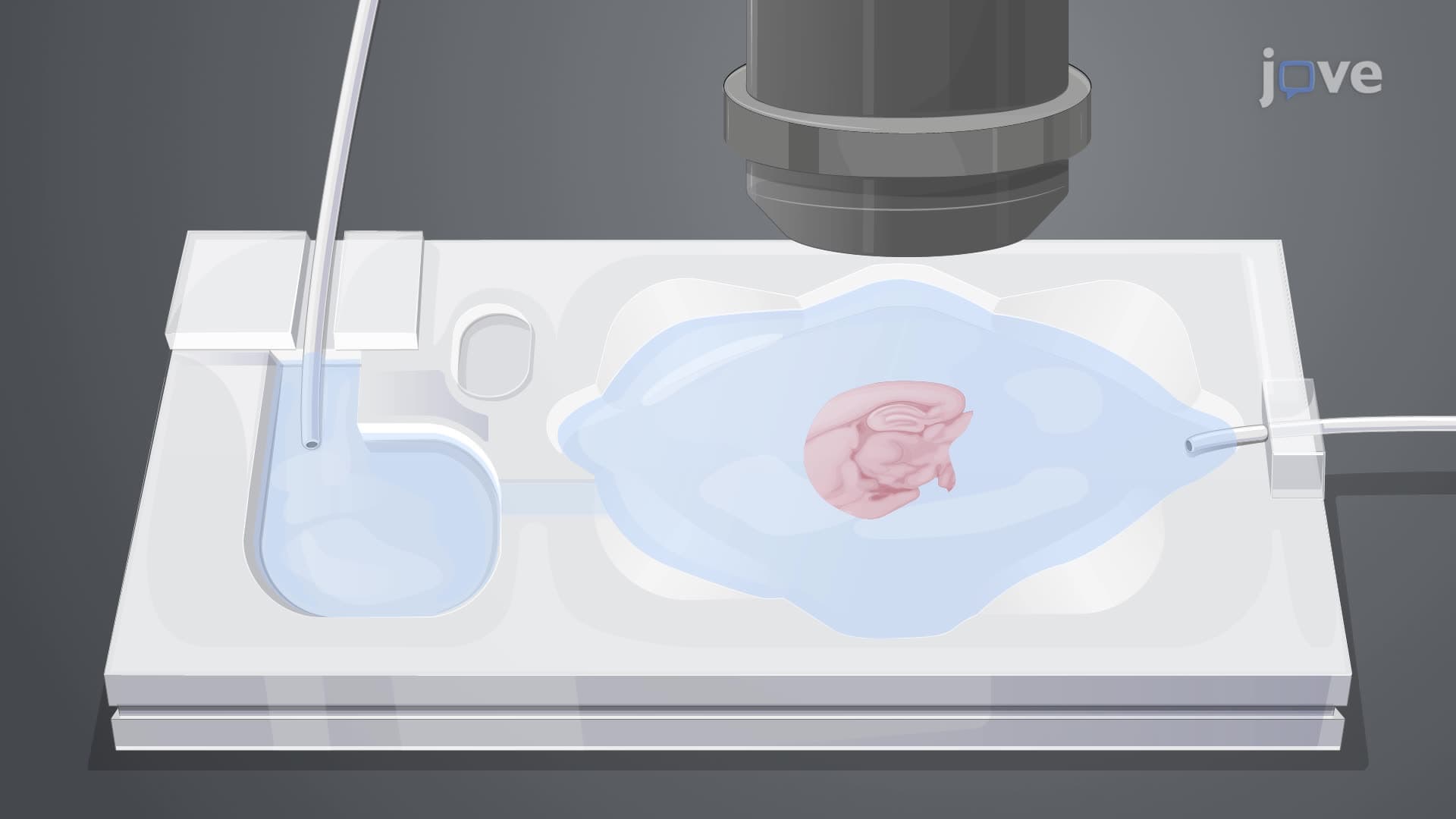 MicroRNA-Mediated Inhibition of Excitatory Postsynaptic Currents in Mouse Hippocampal Slices