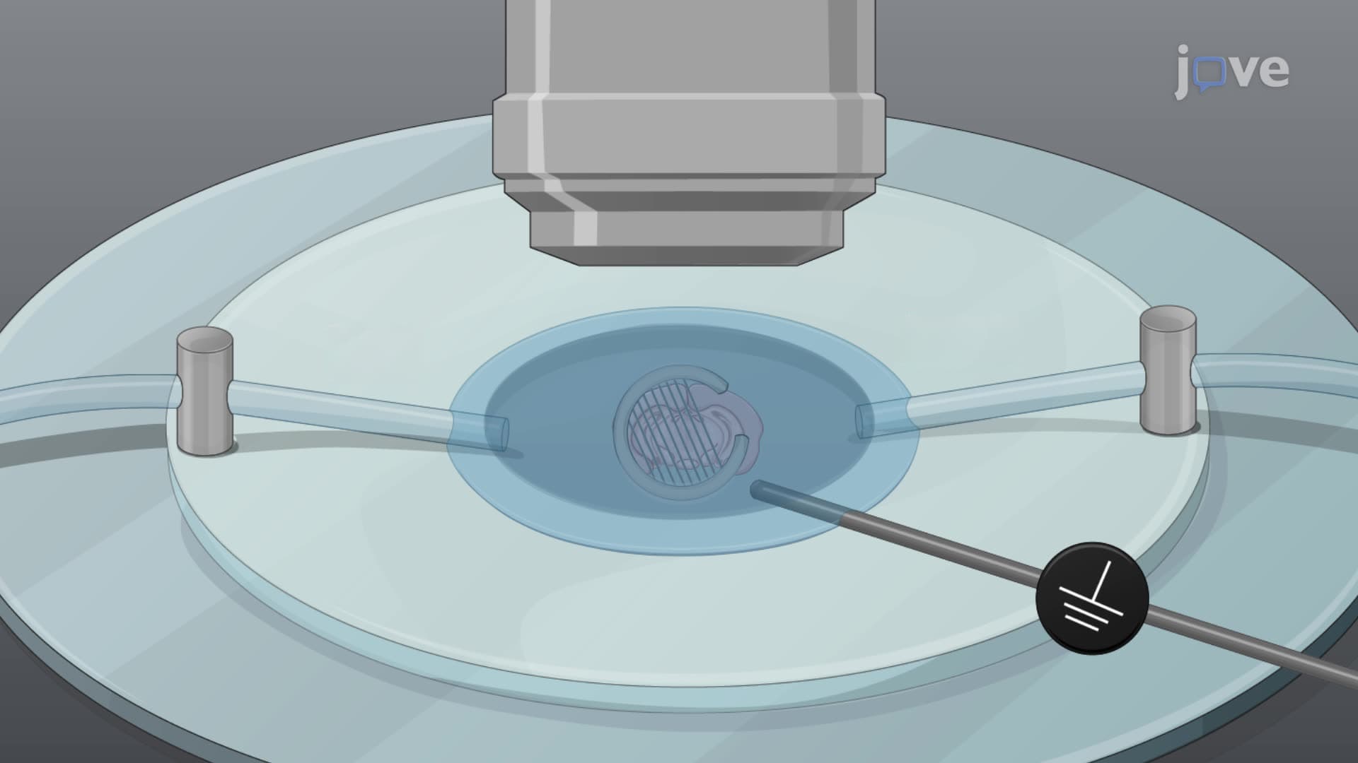 Measuring Neural Activity in a Mouse Brain Slice after Prolonged Incubation