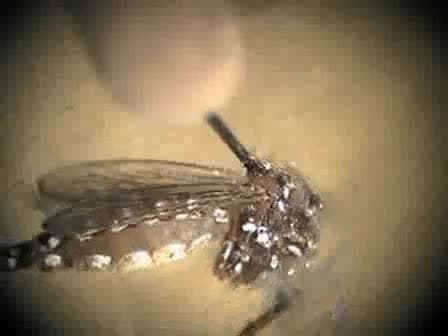 Dissection of Midgut and Salivary Glands from Ae. aegypti Mosquitoes