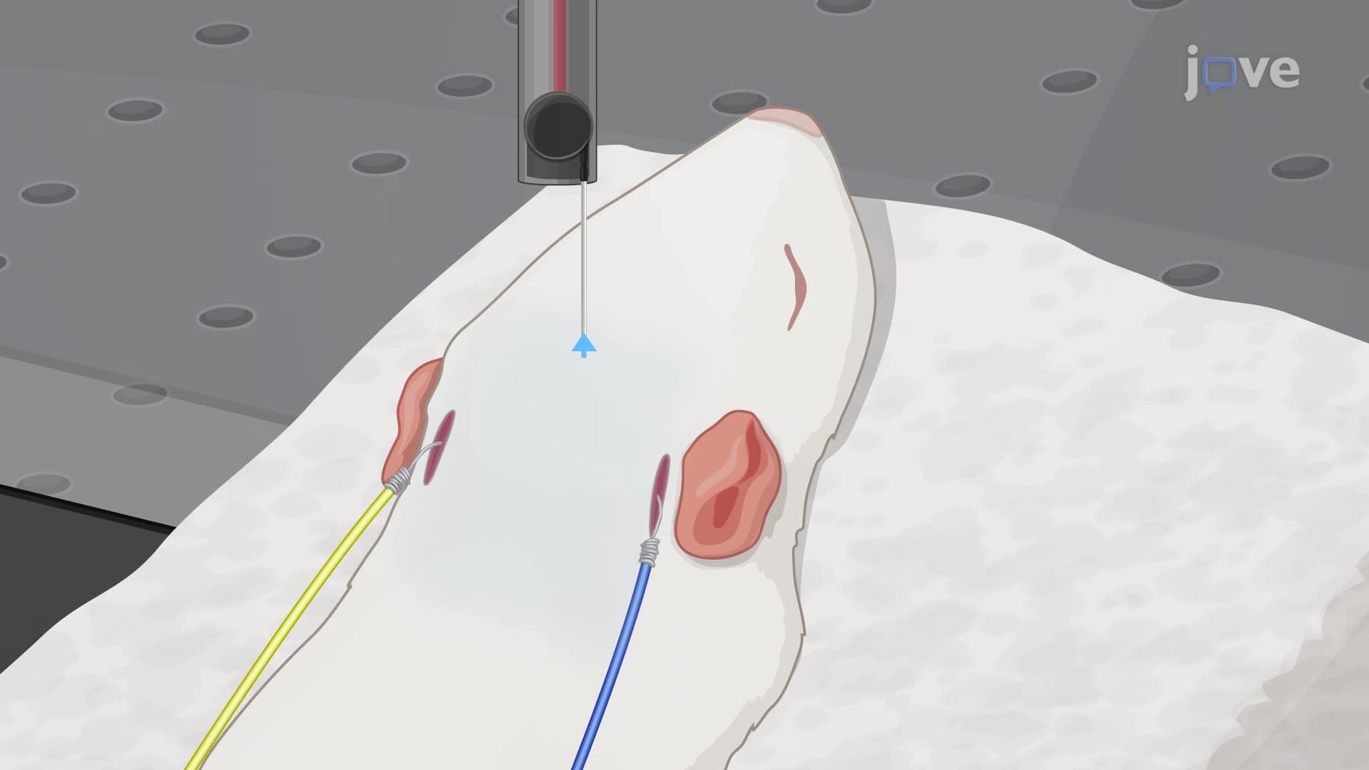 Recording Auditory Brainstem Responses in a Rat Pup