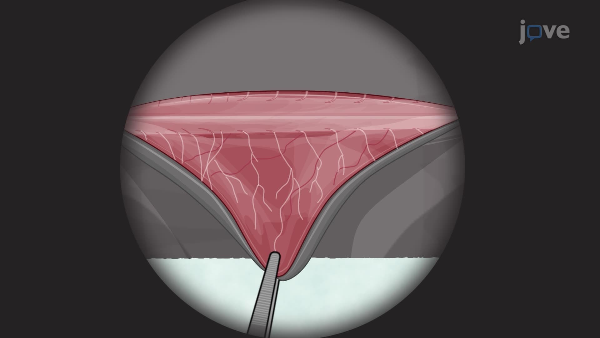 Testing Sensory Nerve Function in a Surgically Denervated Mouse Model
