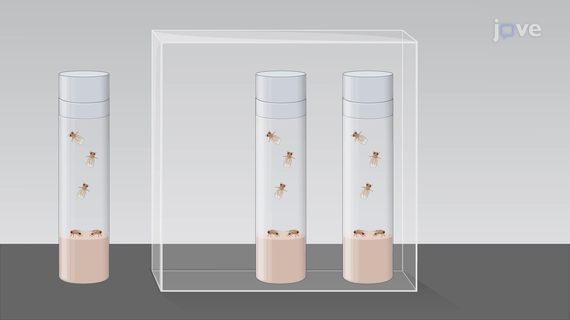 Synaptic Modulation in Drosophila After Exposure to Prolonged Light