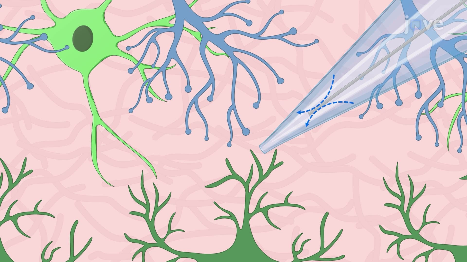Visualization and Mapping of Neuronal Pathways in an Amygdala Brain Slice