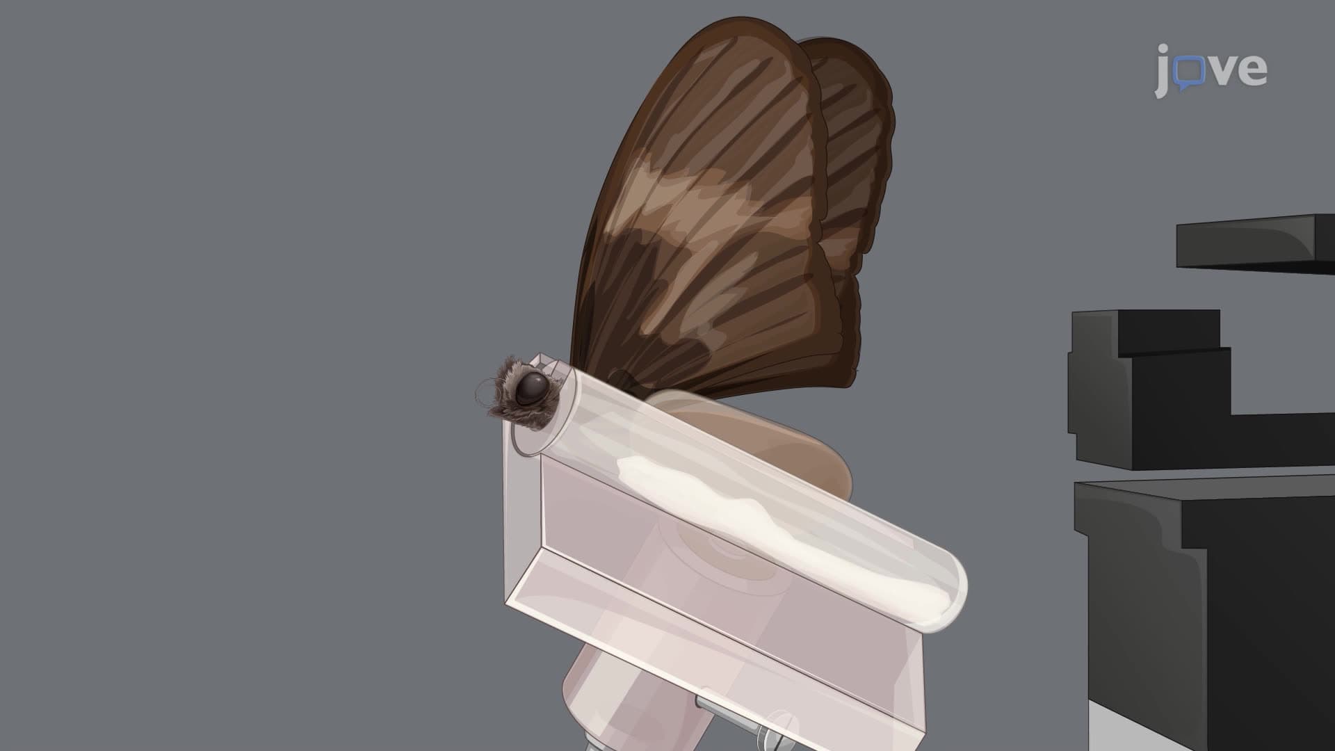 In Vivo Intracellular Recording of Photoreceptor Cell Spectral Sensitivity in a Butterfly