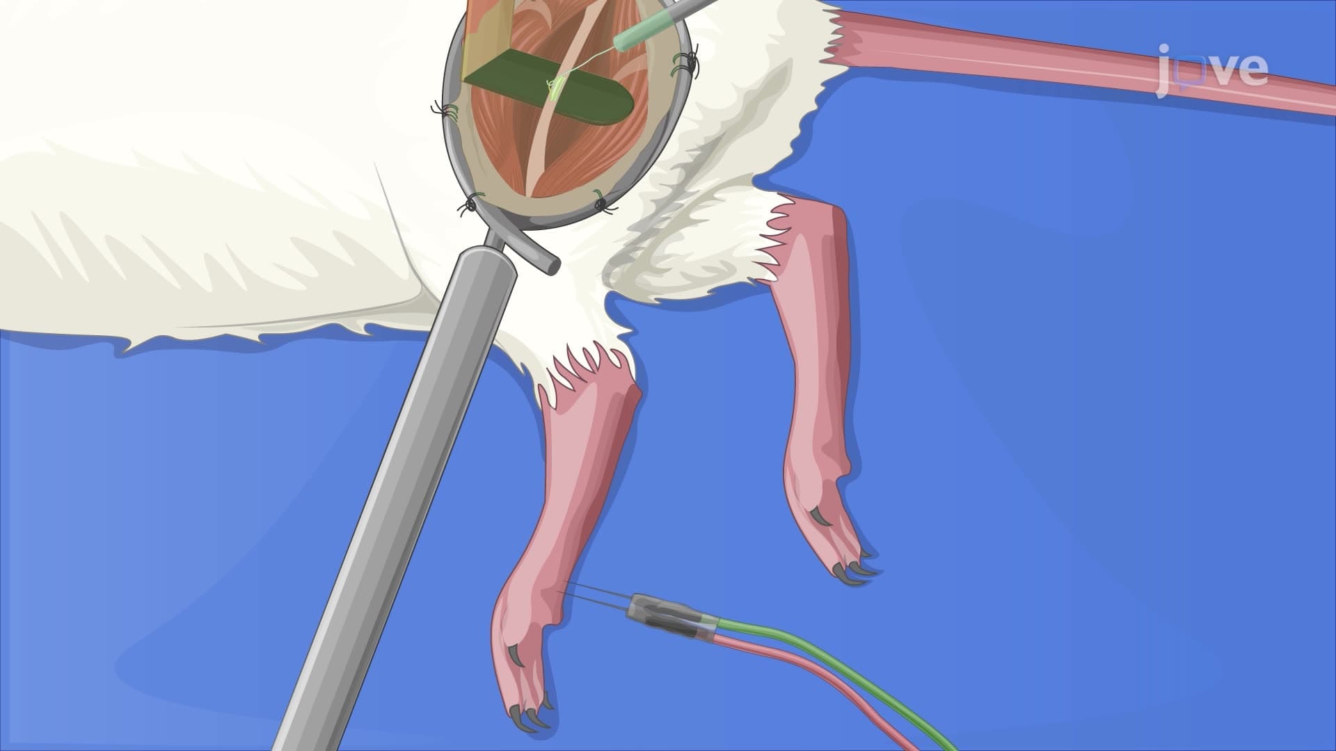 In Vivo Single-Fiber Recording of Sciatic Nerve C-Fibers in Rats