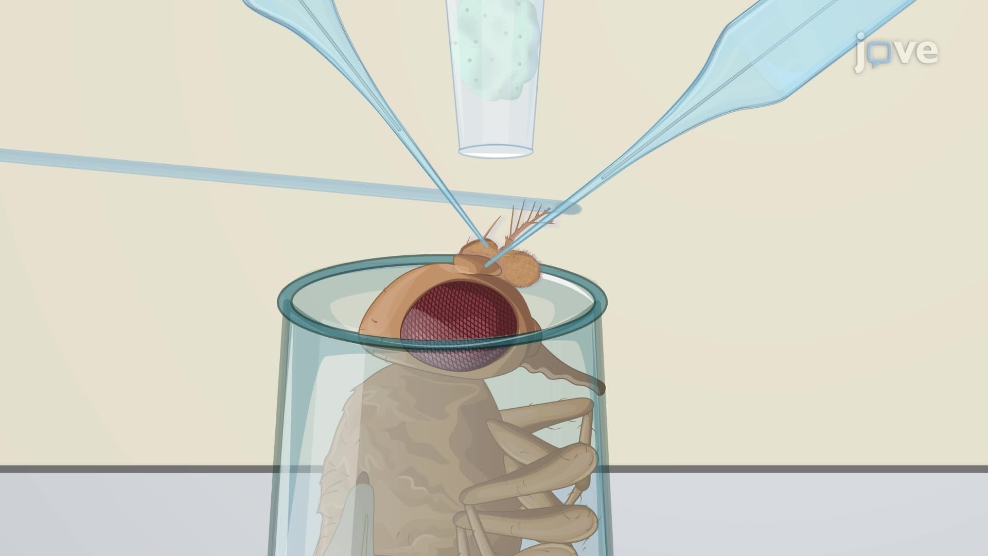 Electrophysiological Recordings from Drosophila Sensilla in Response to Volatile Odorants
