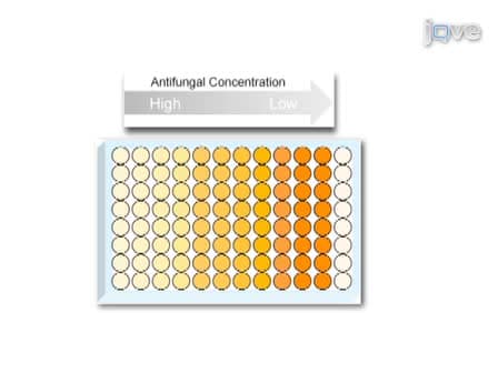 A 96 Well Microtiter Plate-based Method for Monitoring Formation and Antifungal Susceptibility Testing of <em>Candida albicans</em> Biofilms