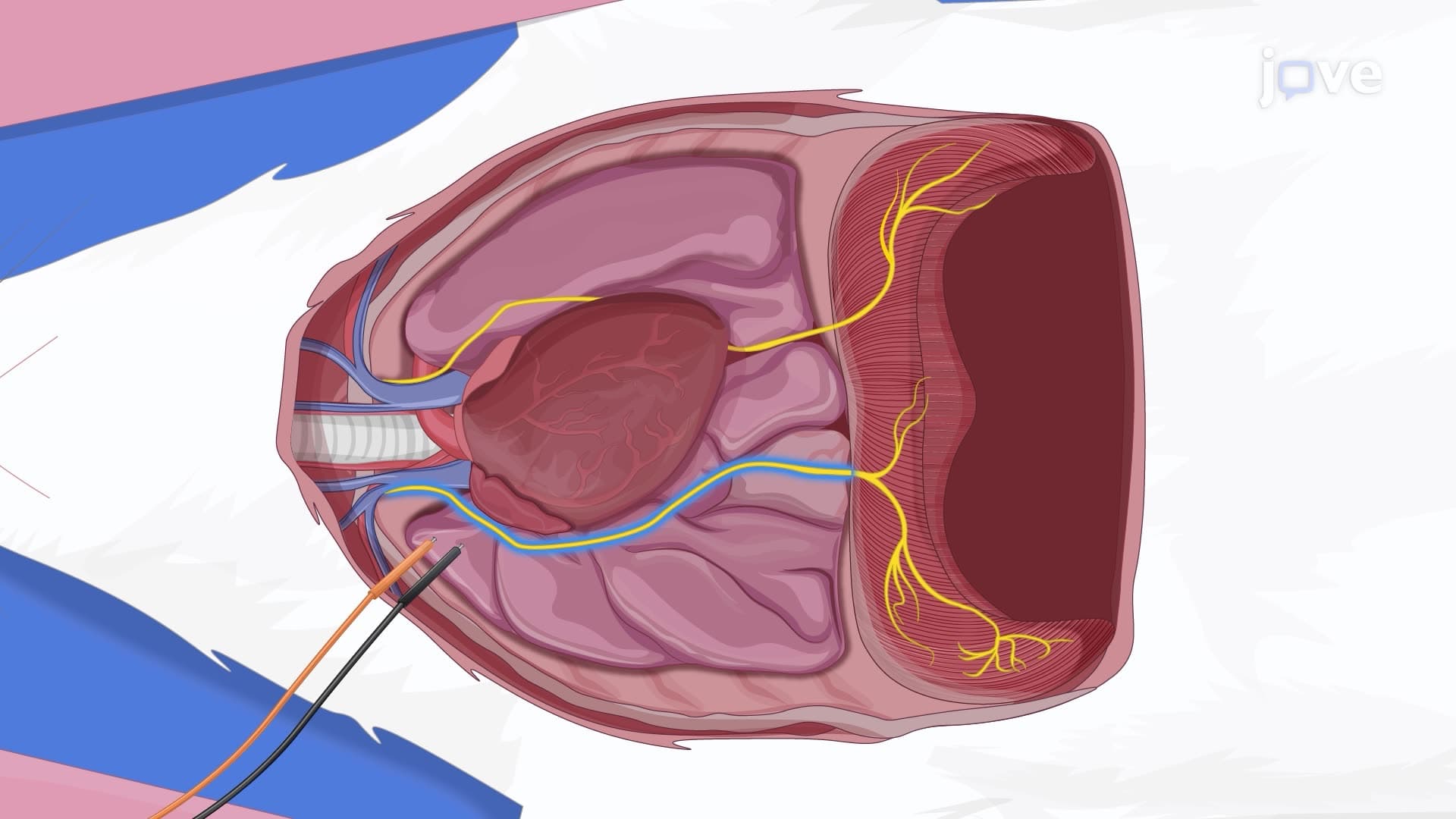 Measuring Compound Muscle Action Potentials by Stimulating the Phrenic Nerve in a Rat