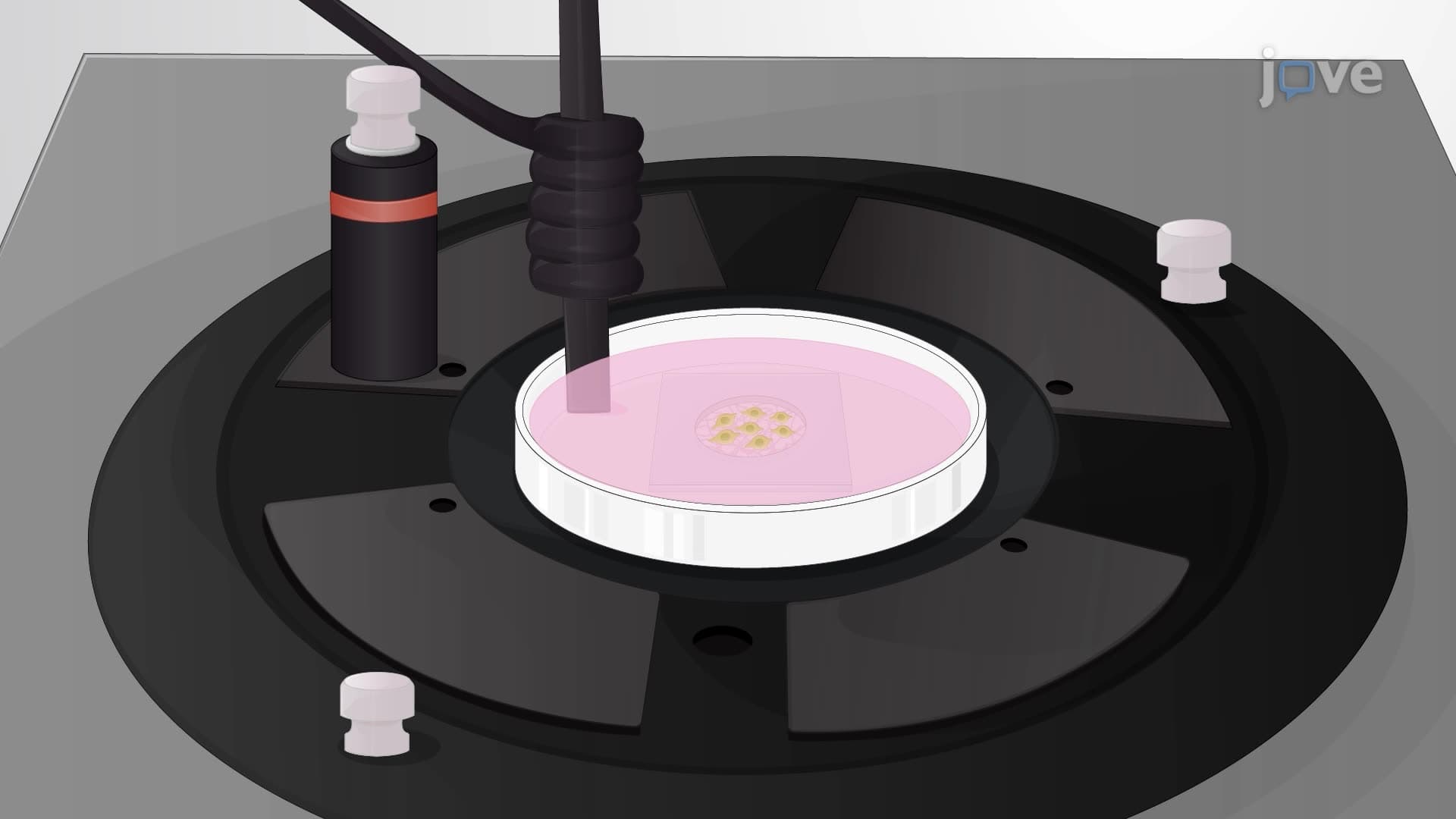 Perforated Patch-Clamp Recordings of Inner Ear Sensory Neuron Cell Bodies